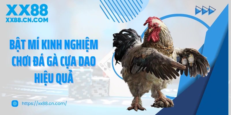 Bật mí kinh nghiệm chơi đá gà cựa dao hiệu quả