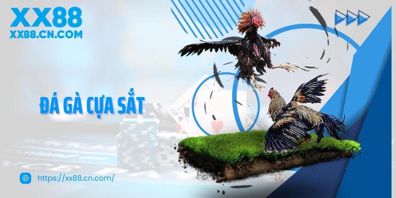 Đá gà cựa sắt