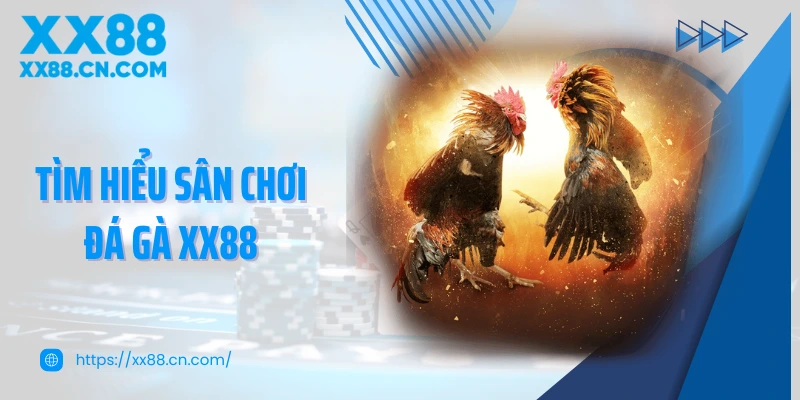 Tìm hiểu sân chơi đá gà XX88